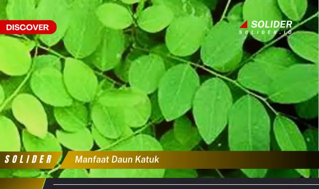 manfaat daun katuk