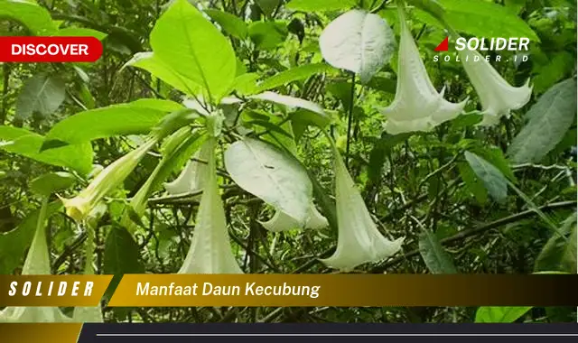 manfaat daun kecubung