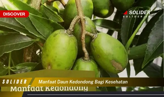 manfaat daun kedondong bagi kesehatan