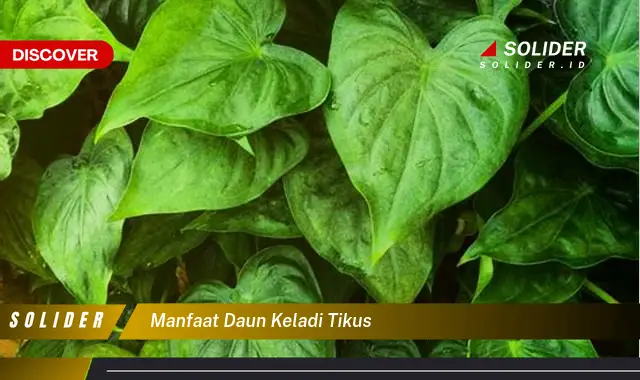 manfaat daun keladi tikus