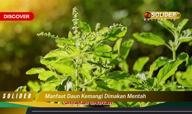 manfaat daun kemangi dimakan mentah