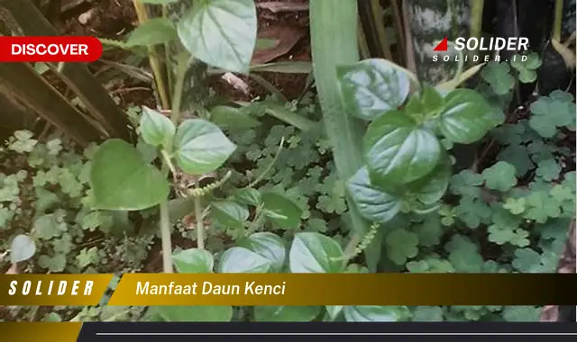 manfaat daun kenci