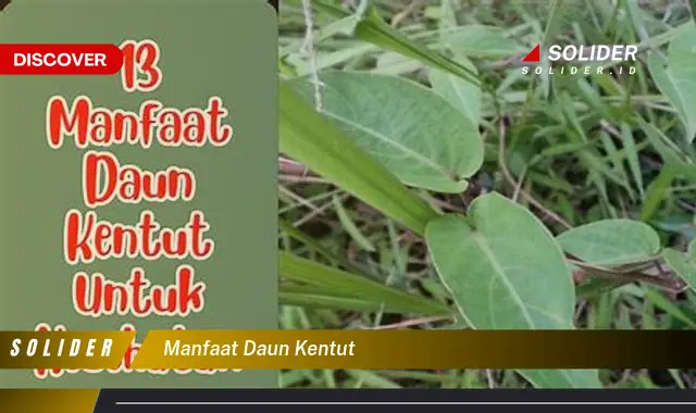 manfaat daun kentut