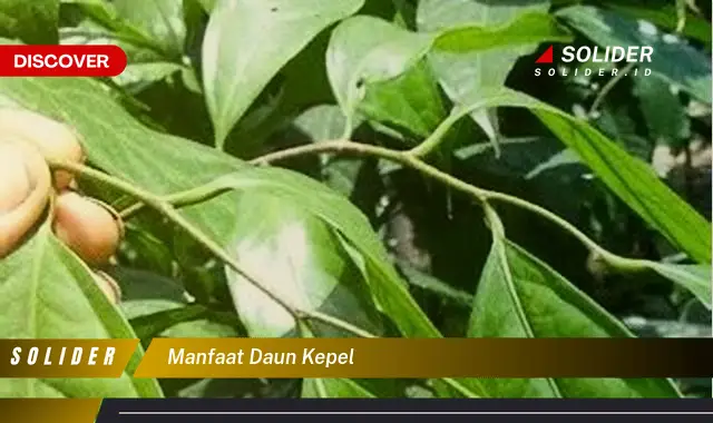 manfaat daun kepel