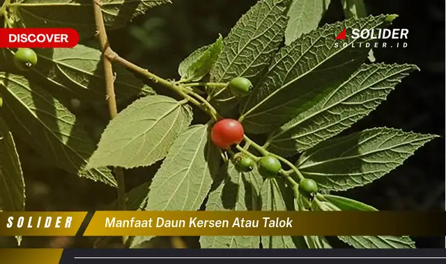 manfaat daun kersen atau talok