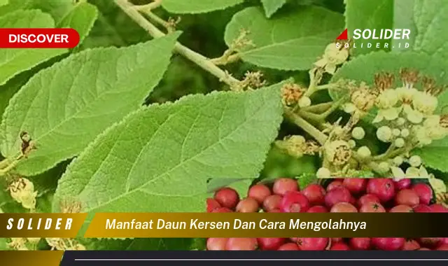 manfaat daun kersen dan cara mengolahnya