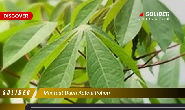 manfaat daun ketela pohon