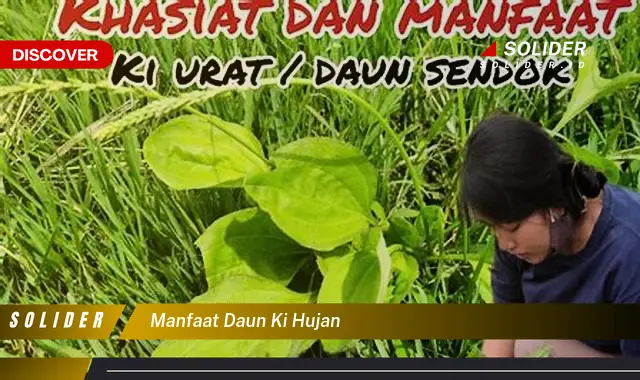 manfaat daun ki hujan