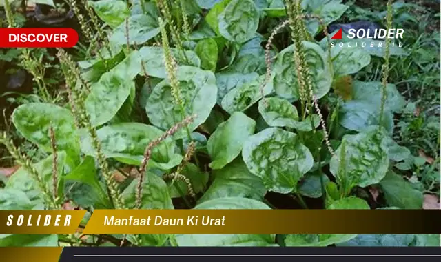 manfaat daun ki urat