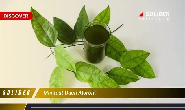 manfaat daun klorofil