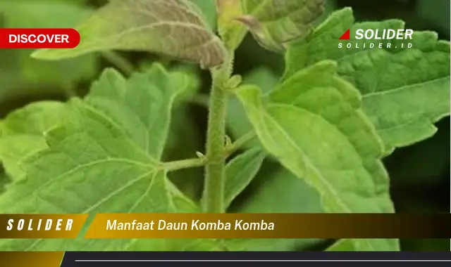 Bukan Cuma Daun Kemangi Ketahui Manfaat Daun Komba Komba Yang Jarang