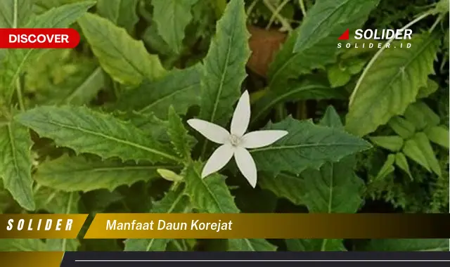 manfaat daun korejat