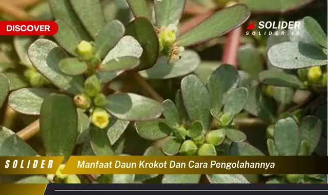 manfaat daun krokot dan cara pengolahannya