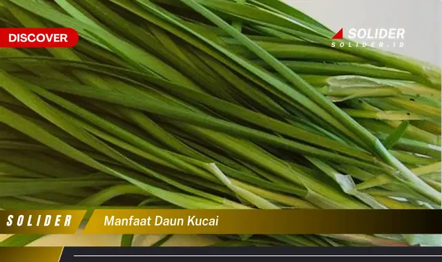 manfaat daun kucai