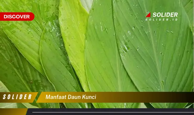 manfaat daun kunci