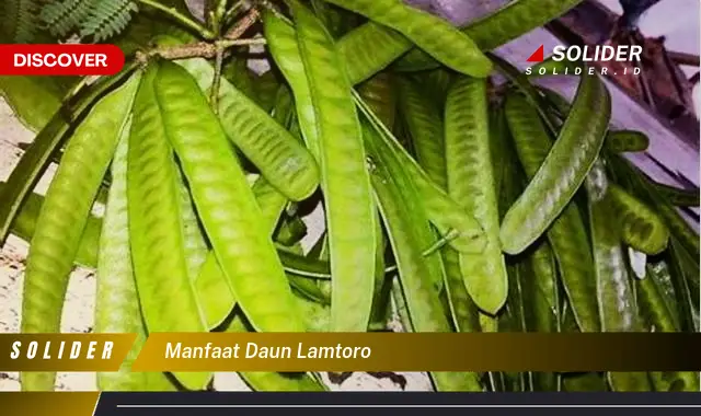 manfaat daun lamtoro