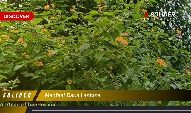 manfaat daun lantana