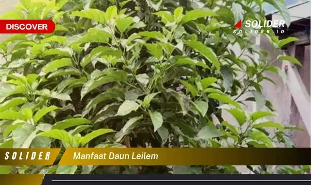 manfaat daun leilem