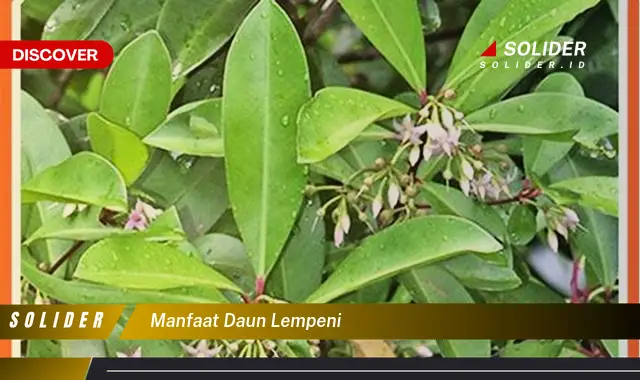 manfaat daun lempeni