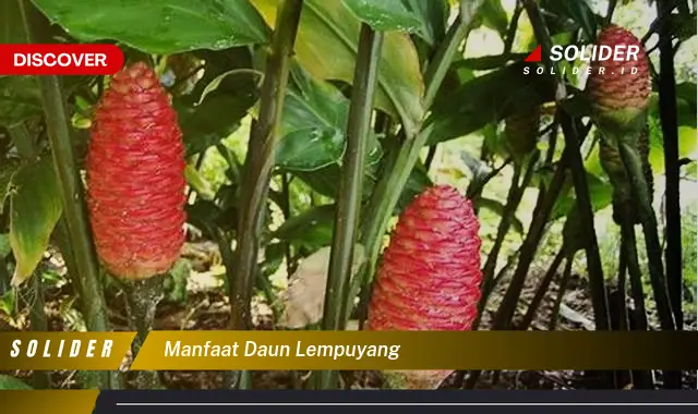 manfaat daun lempuyang