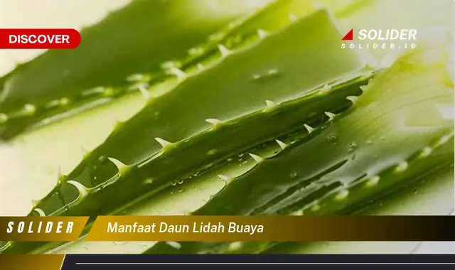 manfaat daun lidah buaya