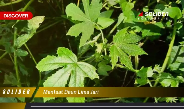 manfaat daun lima jari