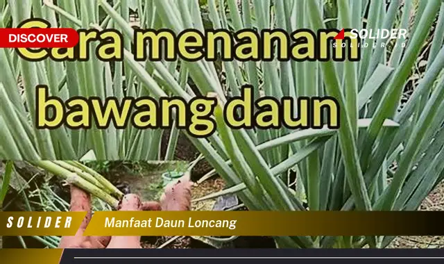 manfaat daun loncang