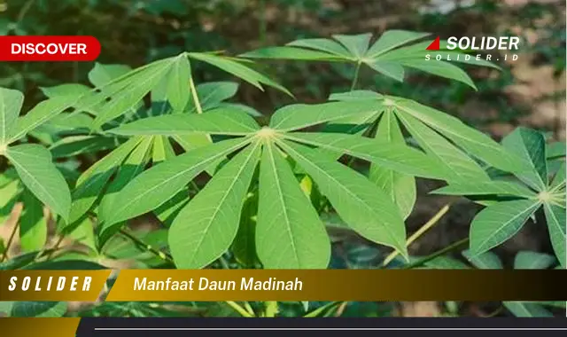 manfaat daun madinah