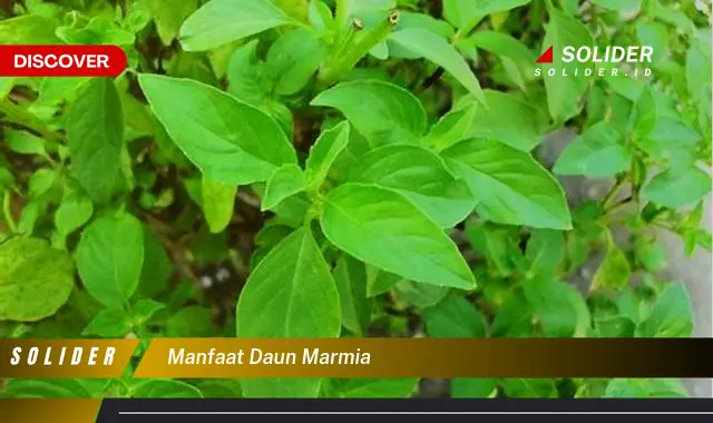 manfaat daun marmia