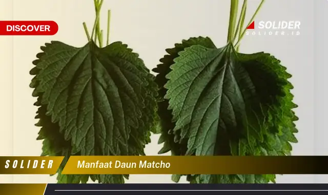 manfaat daun matcho