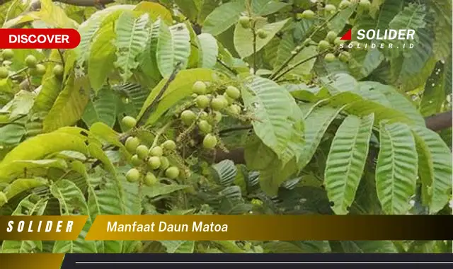 manfaat daun matoa