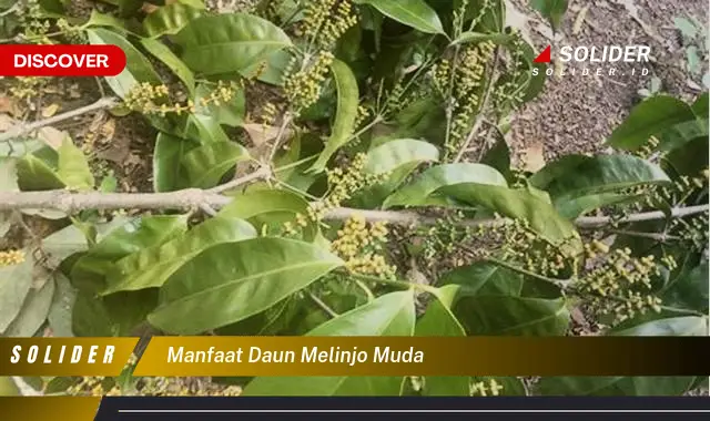 manfaat daun melinjo muda