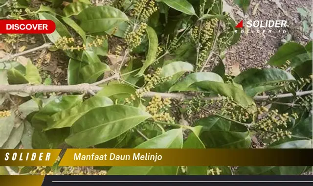 manfaat daun melinjo