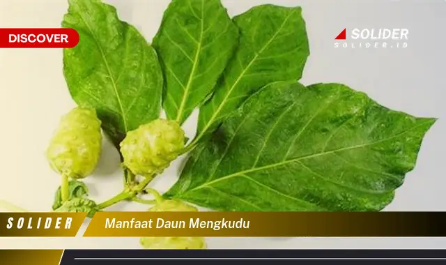 manfaat daun mengkudu