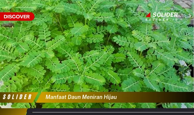 manfaat daun meniran hijau