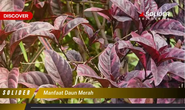 manfaat daun merah