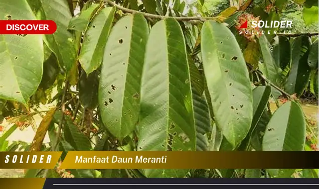 manfaat daun meranti