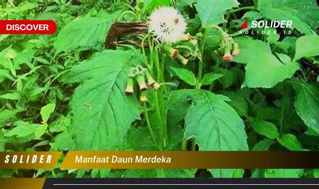 manfaat daun merdeka