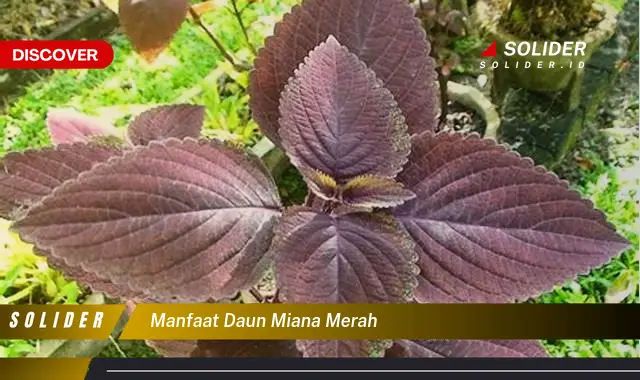 manfaat daun miana merah