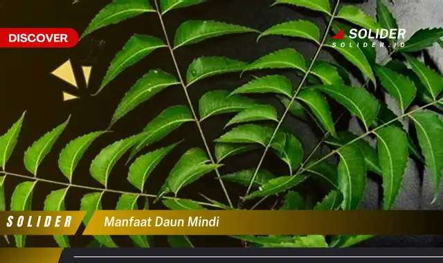 manfaat daun mindi