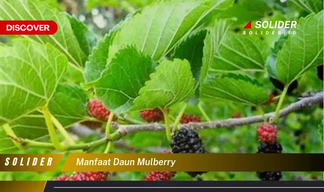 Temukan Manfaat Daun Mulberry Yang Jarang Diketahui Yang Wajib Anda Ketahui Solider