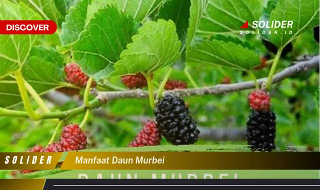 manfaat daun murbei