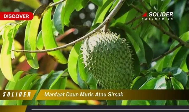 manfaat daun muris atau sirsak