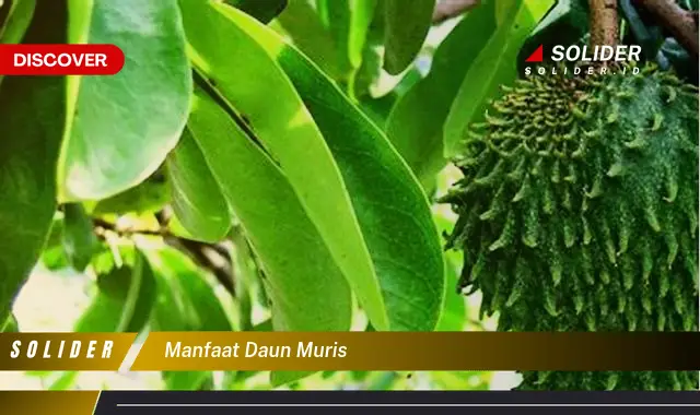 manfaat daun muris