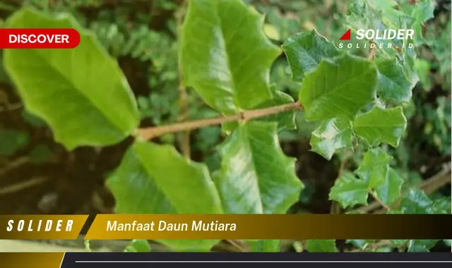 manfaat daun mutiara