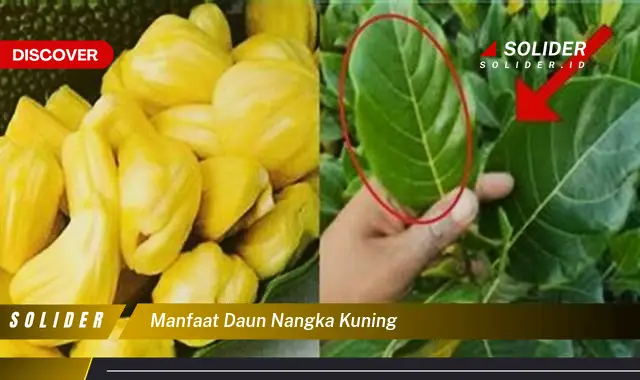 manfaat daun nangka kuning