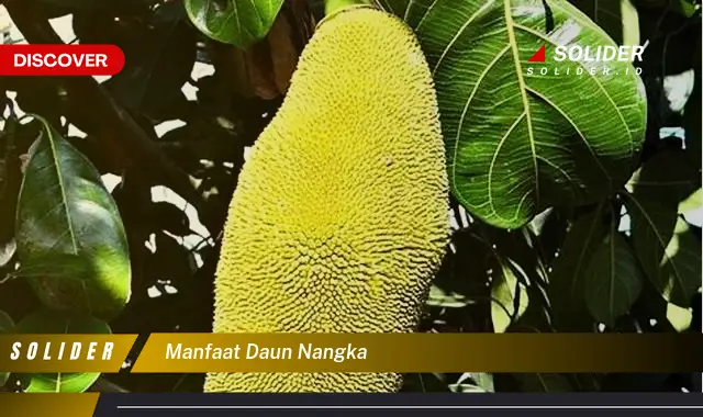 manfaat daun nangka