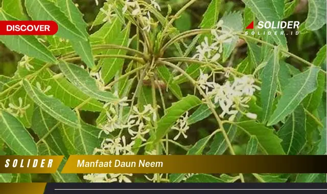 manfaat daun neem