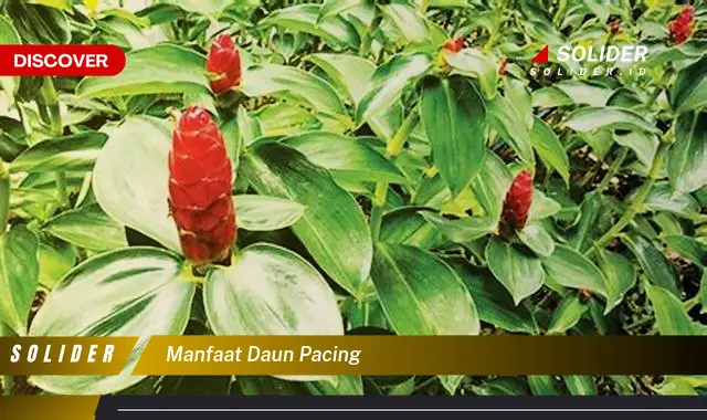 manfaat daun pacing