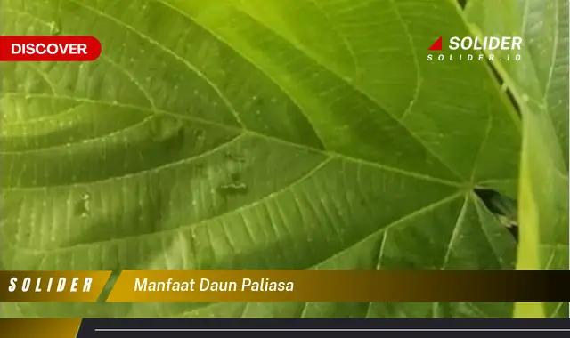 manfaat daun paliasa